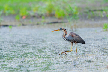 Purple heron or ardea purpurea is hunting in a pond or lake