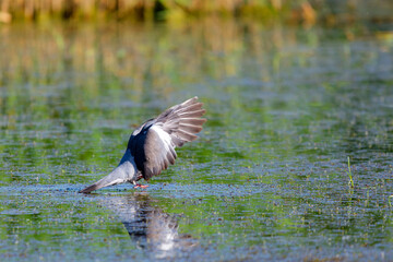 Wild Wood pigeon or Columba palumbus in water of pond
