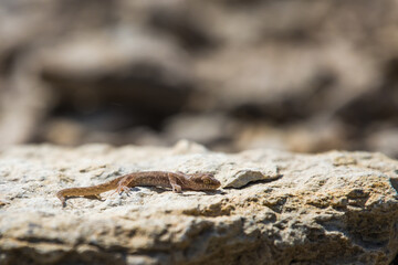 Even-fingered gecko genus Alcophyllex or squeaky gecko in wild nature