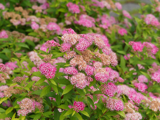 Spiraea japonica or Japanese Spiraea with blossoming of pink flowers on new branches and old, dried...