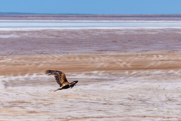 Flight of Steppe eagle or Aquila nipalensis above the ground