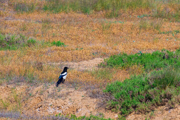 Young eurasian magpie or Pica Pica on a ground