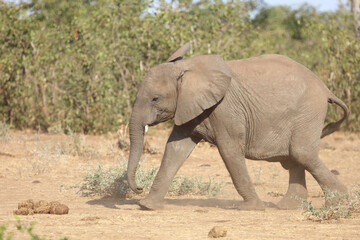Afrikanischer Elefant / African elephant / Loxodonta africana.