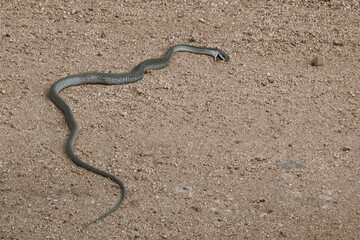 Afrikanische Baumschlange / Boomslang / Dispholidus typus.....