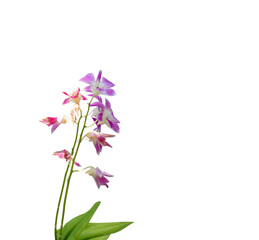 closeup of purple orchid flower isolated with clipping path on white background
