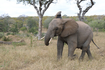 Fototapeta premium Afrikanischer Elefant / African elephant / Loxodonta africana