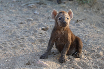 Fototapeta premium Tüpfelhyäne / Spotted Hyaena / Crocuta crocuta.