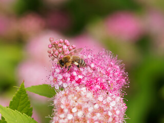  Rose-reddish flowers of Japanese meadowsweet or Spiraea japonica with fragrant nectar attracting a bee 