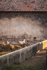 Huhn auf Bauernhof