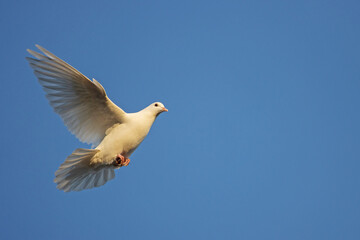 white dove in the sunset rays flies across the blue sky