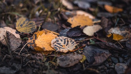 Herbstblatt