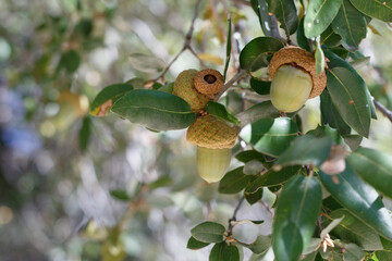 Green Immature acorn nut fruit of Canyon Live Oak, Quercus Chrysolepis, Fagaceae, native monoecious perennial evergreen arborescent shrub in the San Jacinto Mountains, Peninsular Ranges, Autumn. © Jared Quentin