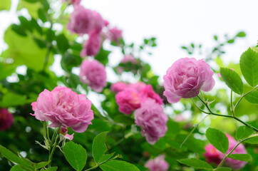pink roses in garden