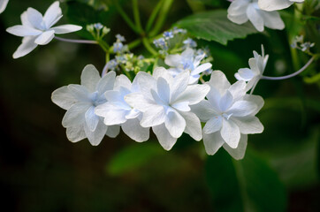 white hydrangea