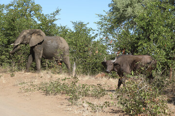 Fototapeta premium Afrikanischer Elefant und Kaffernbüffel / African elephant and Buffalo / Loxodonta africana et Syncerus caffer
