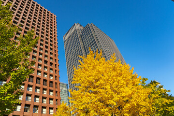 東京駅　銀杏並木