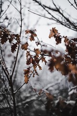 Blätter mit Schnee