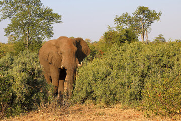 Fototapeta premium Afrikanischer Elefant / African elephant / Loxodonta africana