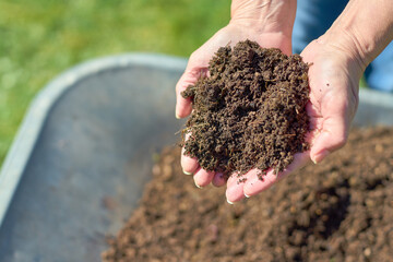 Fresh compost in two hands with a weelbarrow