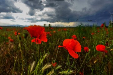 colorful glowing poppy field in the summer