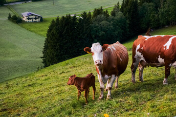 cow family with little cow on a meadow in the mountains