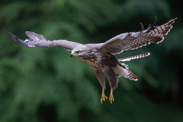Common Buzzard (Buteo buteo) flying in the forest of Noord Brabant in the Netherlands.  Green...