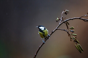 Great Tit (Parus major) ) sitting on the branch of a  common alder branch (Alnus glutinosa) in the forest of Overijssel in the Netherlands with a dark brown background