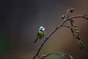 Eurasian Blue Tit (Cyanistes caeruleus) sitting on the branch of a  common alder branch (Alnus glutinosa) in the forest of Overijssel in the Netherlands with a dark brown background