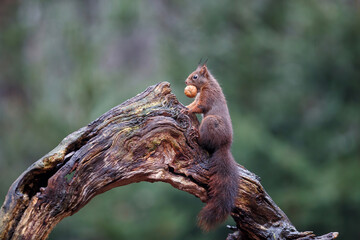 Eurasian red squirrel (Sciurus vulgaris) collecting food in the forest of the Netherlands.