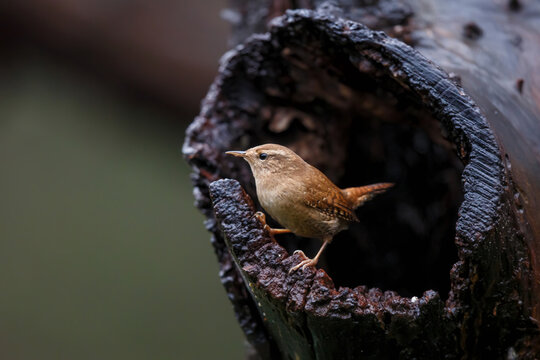 Eurasian Wren or winter wren (Troglodytes troglodyte) peeks out of the hole in a tree in the forest of Overijssel in the Netherlands.