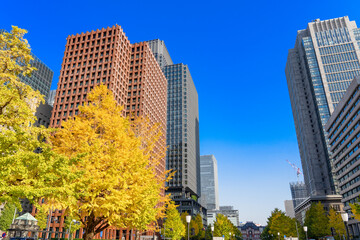 東京駅　銀杏並木