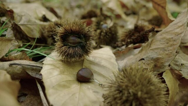 Fallen chestnuts on the ground in a chestnut forest in autumn
