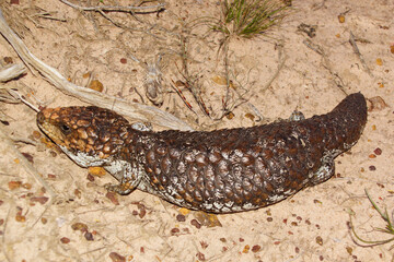 Tiliqua rugosa, the western shingleback or bobtail lizard, near Cranbrook in Western Australia