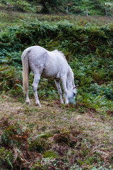 Obraz na płótnie Canvas White horse grazing in the field next to the ferns