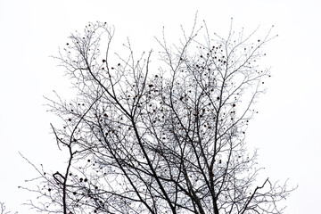 sfondo autunno/inverno, decorazione, background, desktop, design.