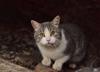 Street cat begging for food from passers-by