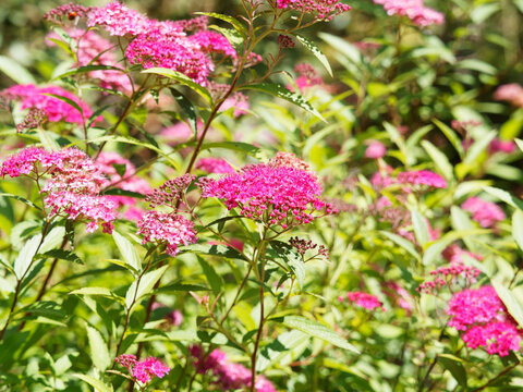 Ornamental shrub border of Japanese Meadowsweet or bumald spireae. Flat-topped corymbs of deep pink or rose-reddish flowers between old and dried flowers heads