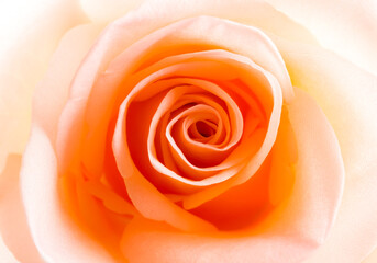 Close up  beautiful rose ,in studio Chiangmai Thailand