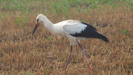 White Storks Walking on Field of Grain on Foggy Morning