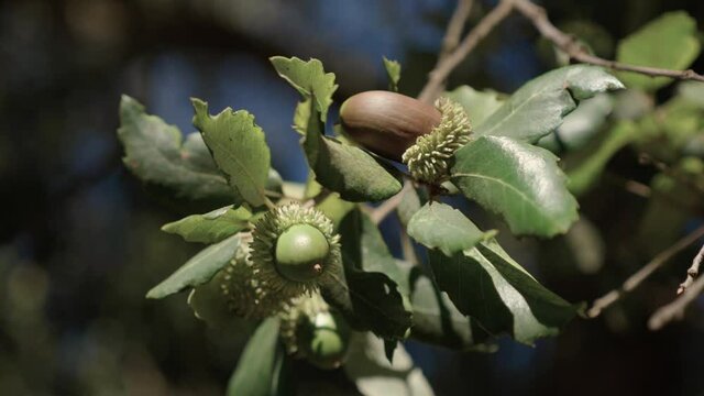 Closeup of some acorns on the branch of a cork oak