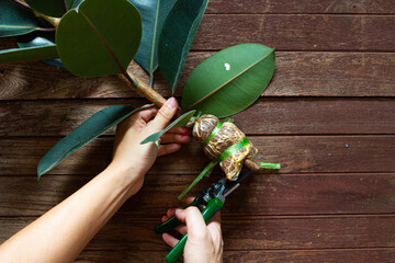 
One man is pruning an Indian rubber tree. Indian rubber trees obtained by propagating by graft....