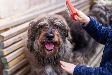 Hands of a young girl combing the dog. Care for long fur animals. Combs for pets. Love, supportng,...