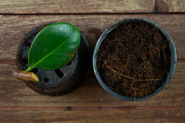 Rubber tree leaves and branches Prepare to propagation in the plant pot. Rubber plant propagation 