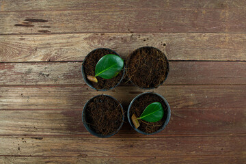 Indian rubber tree, leaves and branches Prepare to propagation in the plant pot. Rubber plant propagation 
