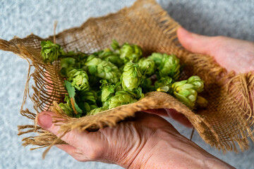 Woman holding fresh green hops. Beer production