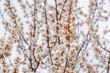 apricot branch blossoming in white flowers against the sky