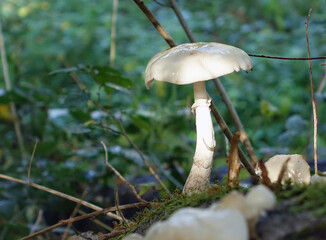 Autumn. One white fungus