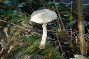 Autumn. One white fungus 