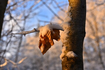 Winter wonderland. Winter nature with branches that are covered with snow. Trees cold fresh air. Blurred clear background.