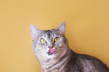 Obraz premium The gray cat licks its lips amusingly, stuck out its tongue. Cute pet. Yellow background, close-up portrait..